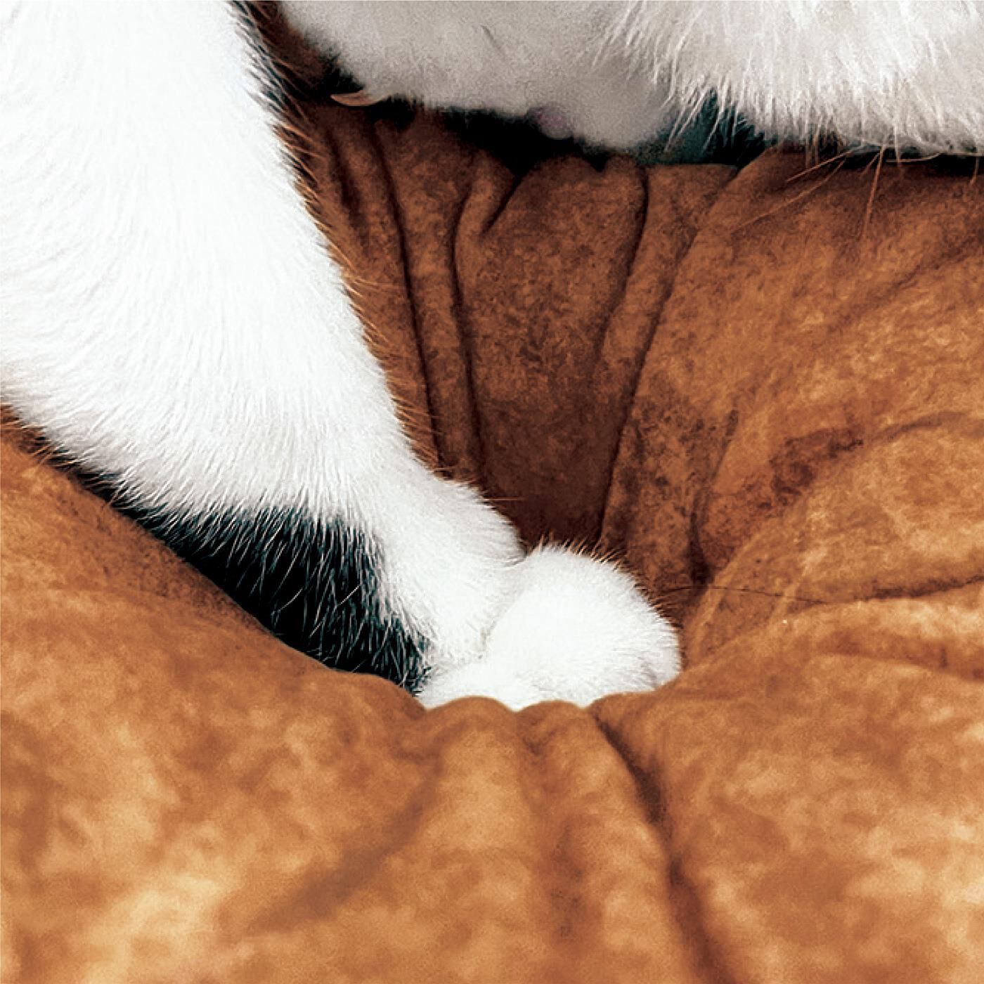 realstock [リアルストック]（Express BOX）|YOU＋MORE!×猫部　百獣の王の頂点に君臨する猫ベッド|ベッド部分は猫が安心して眠れるふかふかのクッション。