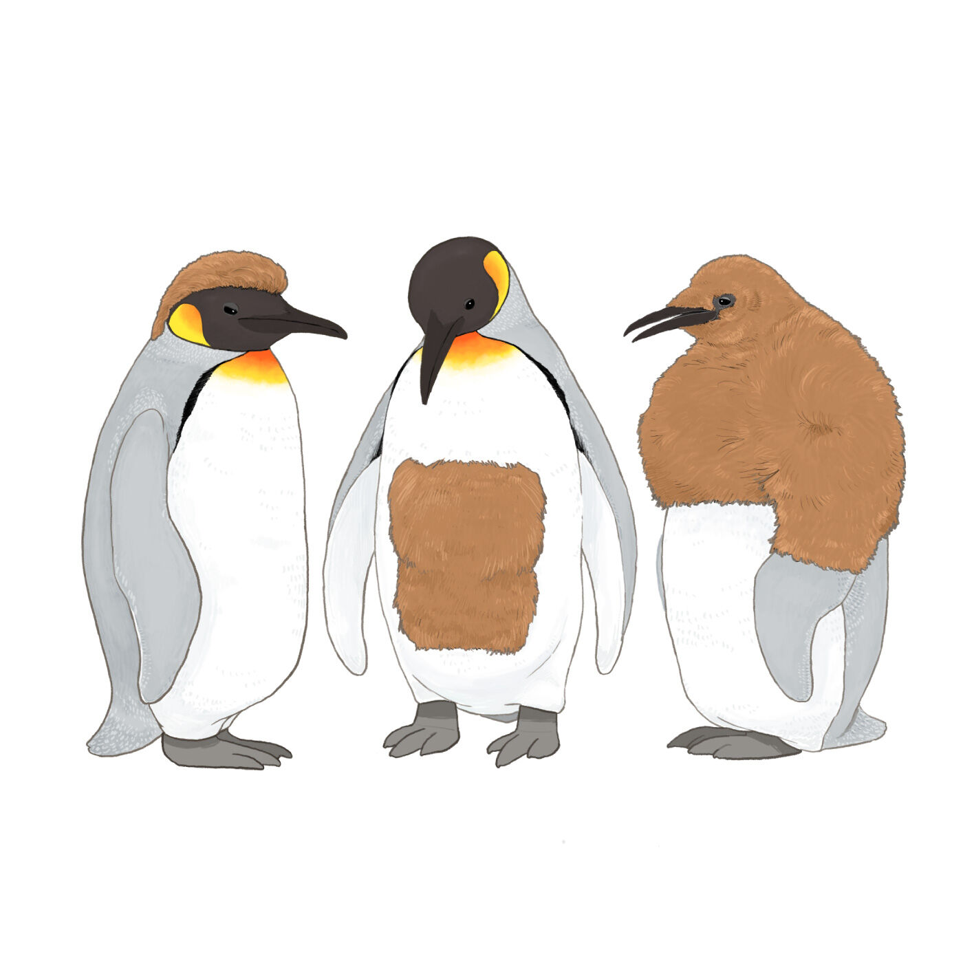 YOU＋MORE！［ユーモア］|旭山動物園・ボルネオの森応援商品 YOU＋MORE！ オウサマペンギンの換羽期カーディガン〈ネイビー〉|オウサマペンギンのヒナが大人になる途中の「思春期ファッション」はさまざま。