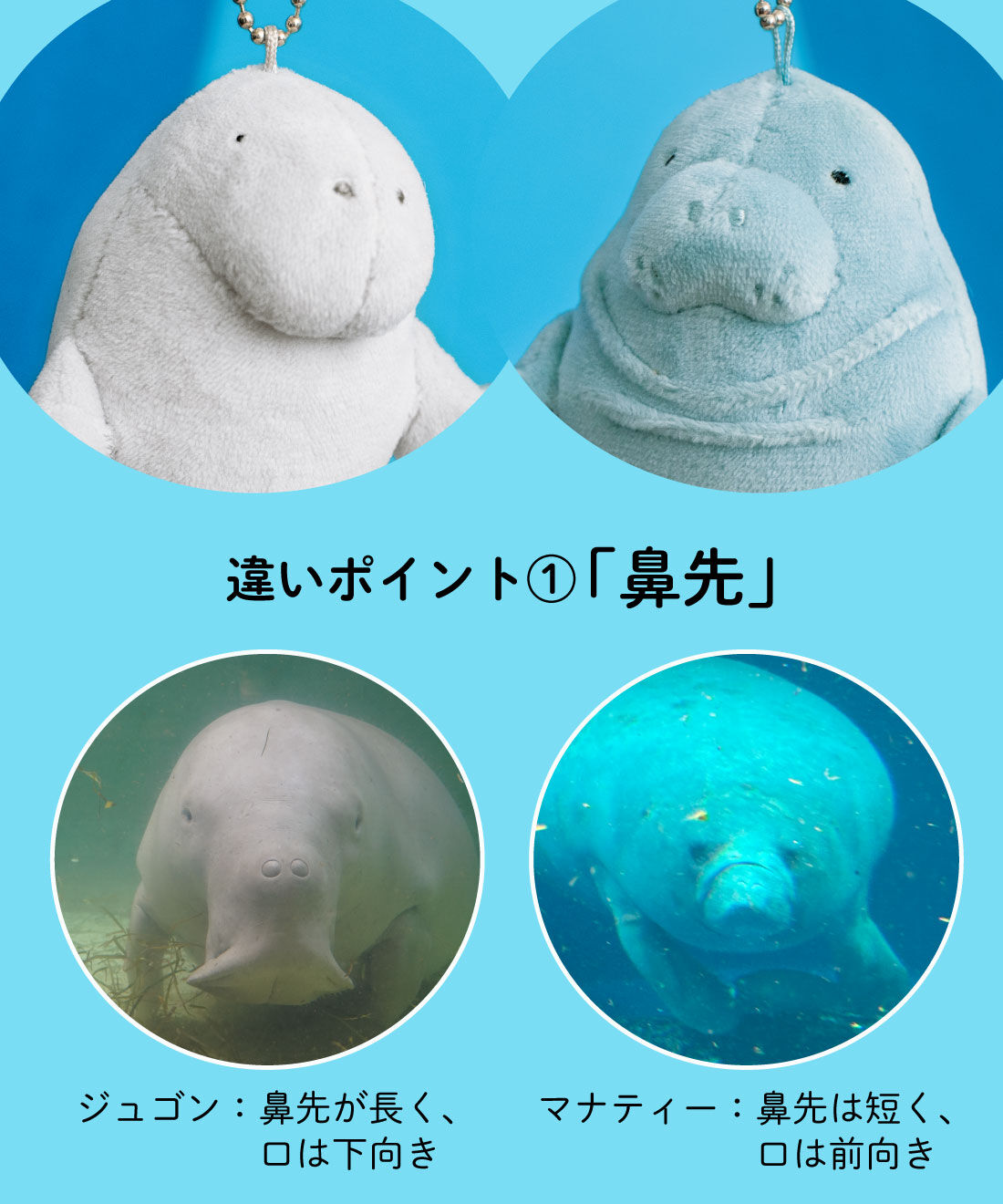 YOU＋MORE！［ユーモア］|YOU＋MORE!　ジュゴンとマナティーのなかよしマスコットセット