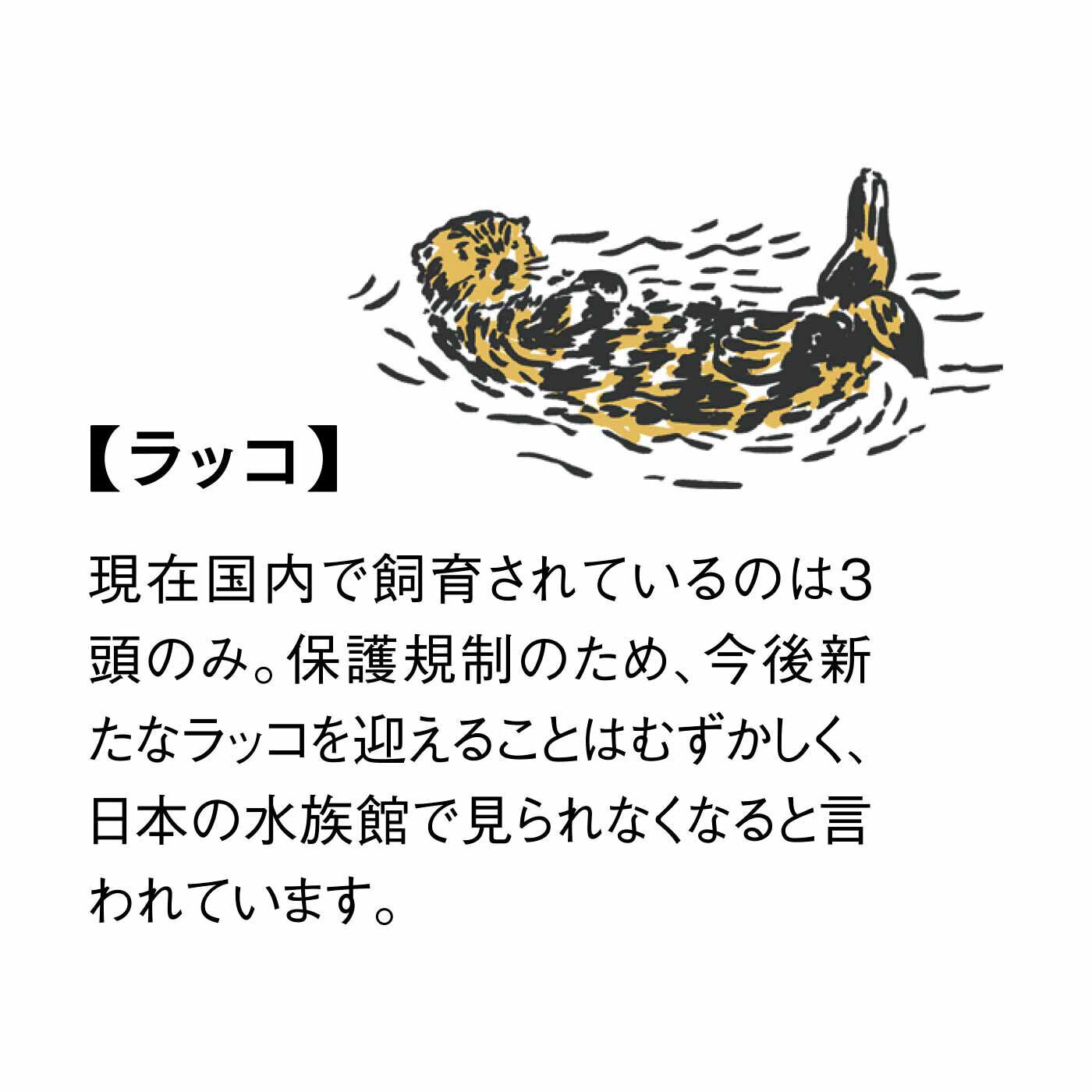 YOU＋MORE！［ユーモア］|YOU＋MORE!　ほっぺに手がぴとっ！ 抱っこラッコ