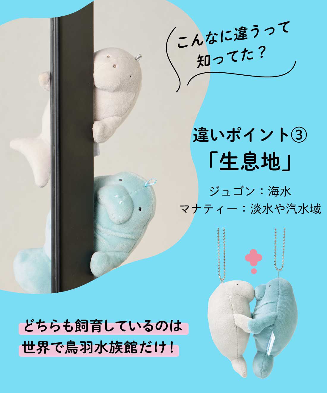 YOU＋MORE！［ユーモア］|YOU＋MORE!　ジュゴンとマナティーのなかよしマスコットセット