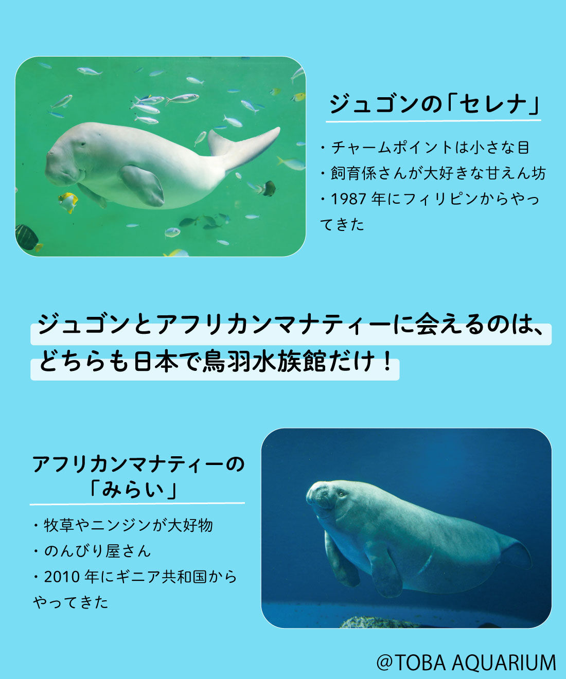 YOU＋MORE！［ユーモア］|YOU＋MORE!　ジュゴンとマナティーのなかよしマスコットセット
