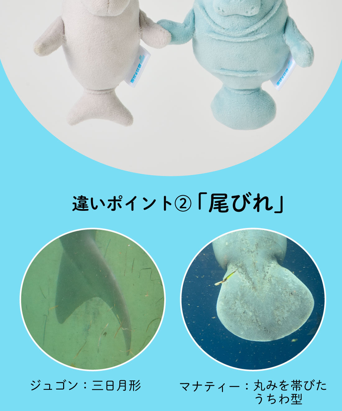 YOU＋MORE！［ユーモア］|YOU＋MORE!　ジュゴンとマナティーのなかよしマスコットセット
