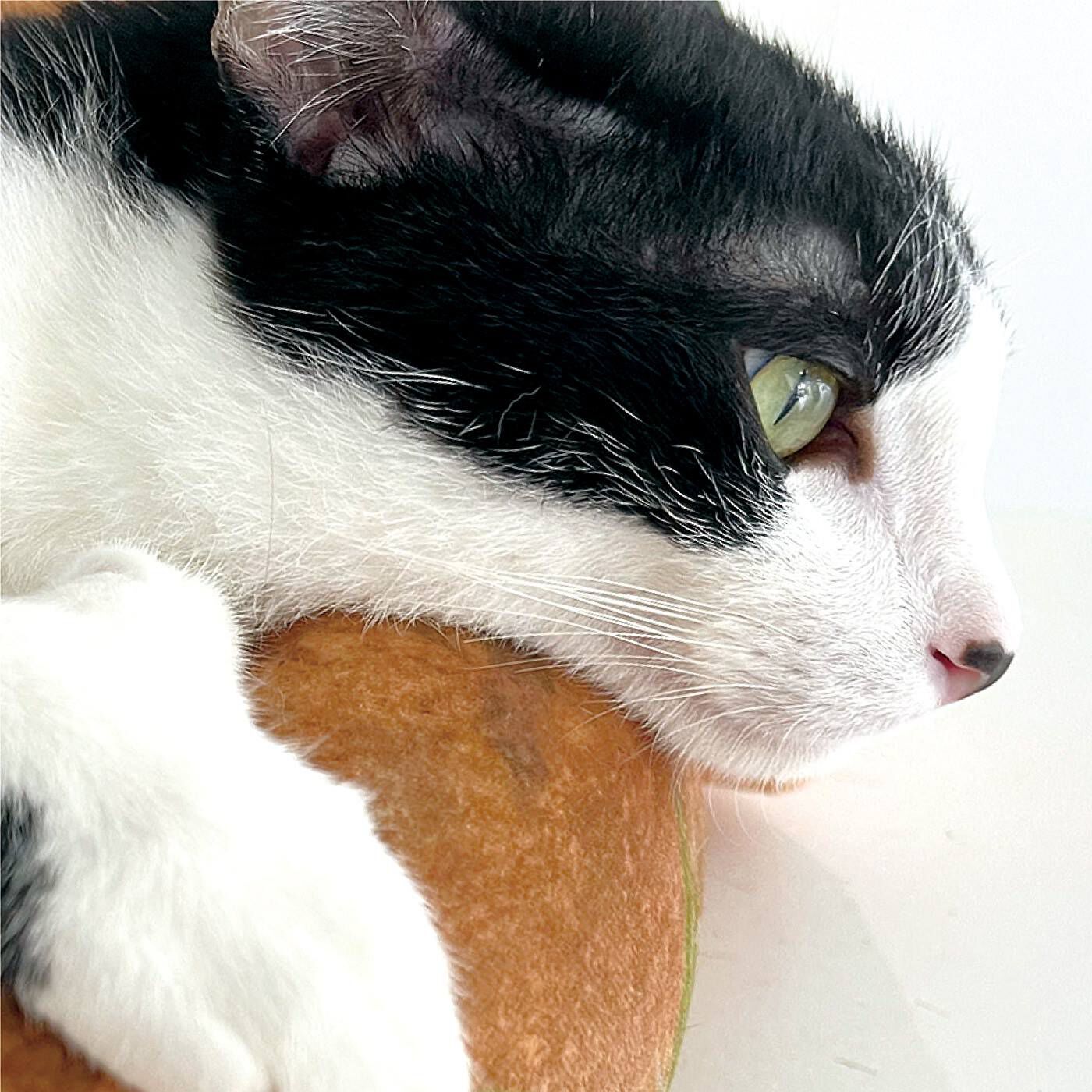 YOU＋MORE！［ユーモア］|YOU＋MORE!×猫部　百獣の王の頂点に君臨する猫ベッド|猫があごを乗せてくつろぎやすい高さに設計。