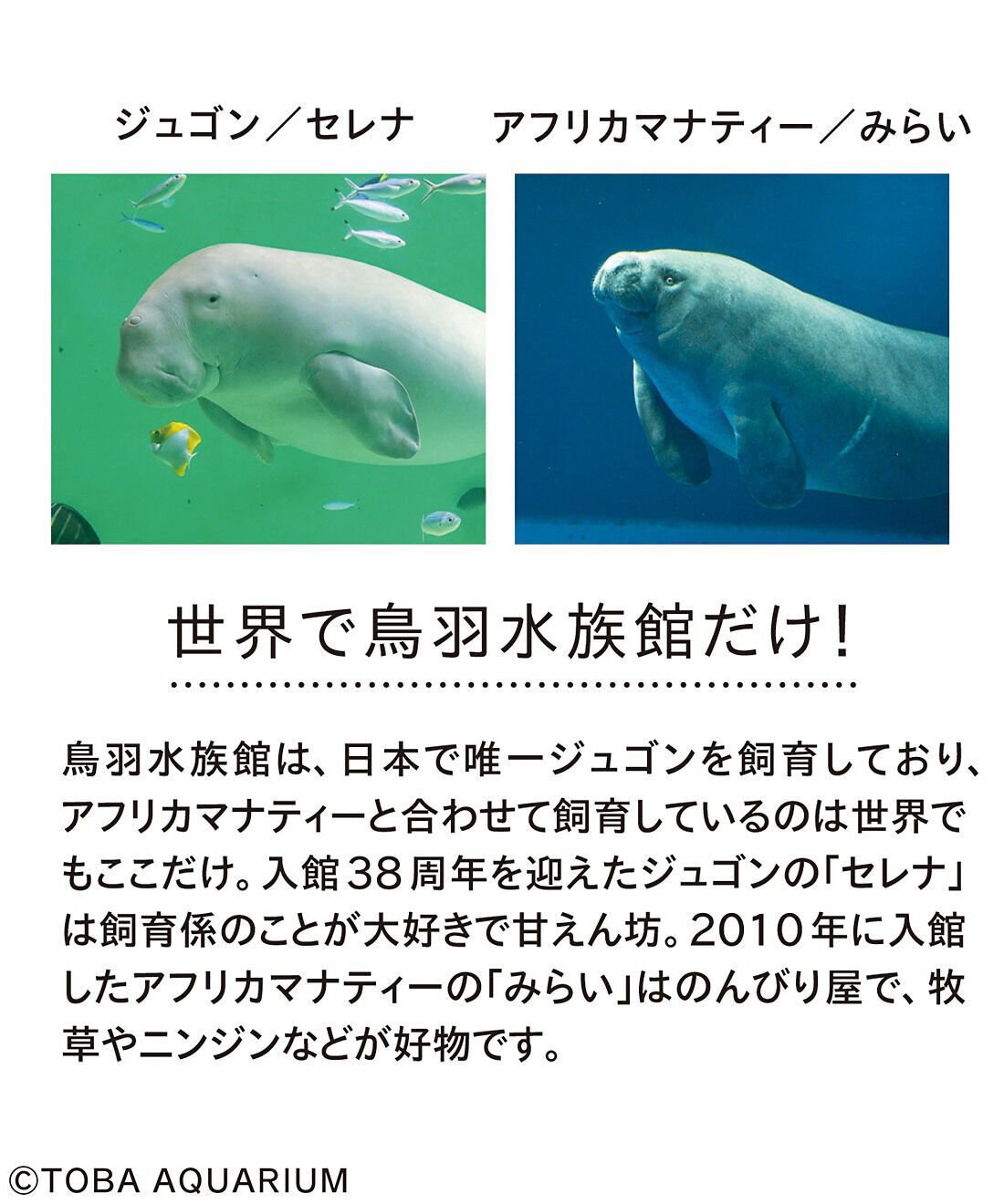 YOU＋MORE！［ユーモア］|YOU＋MORE!　ジュゴンとマナティーのなかよしマスコットセット