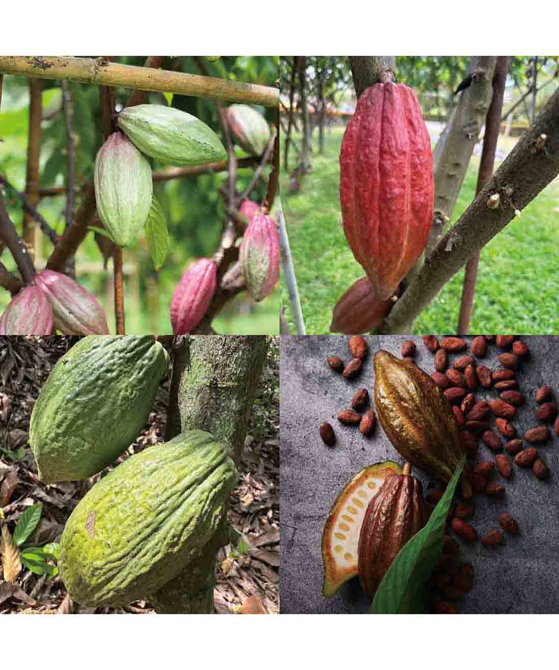 幸福のチョコレート|【バレンタイン便】チョコの未来をみんなで応援する カカオ色の本革ブレスレット