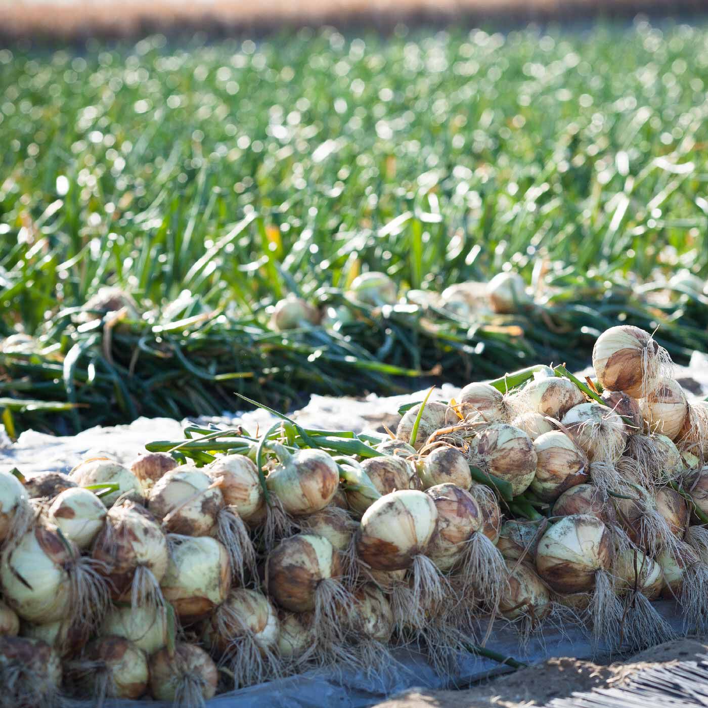 FP産地直送マルシェ|【締切12月26日】春いちばんの新たまねぎ  静岡の「はるたま」3キロ