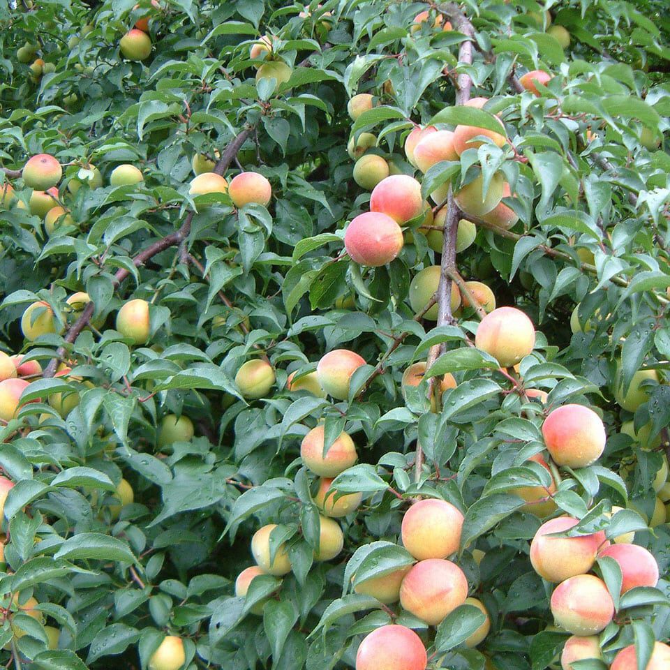 Natucul Chou Club|富之助梅のあまうめ|日本一の品種『南高梅』大粒でありながら種は小さく皮が薄く、 果肉はねっとりしていてやわらかい。