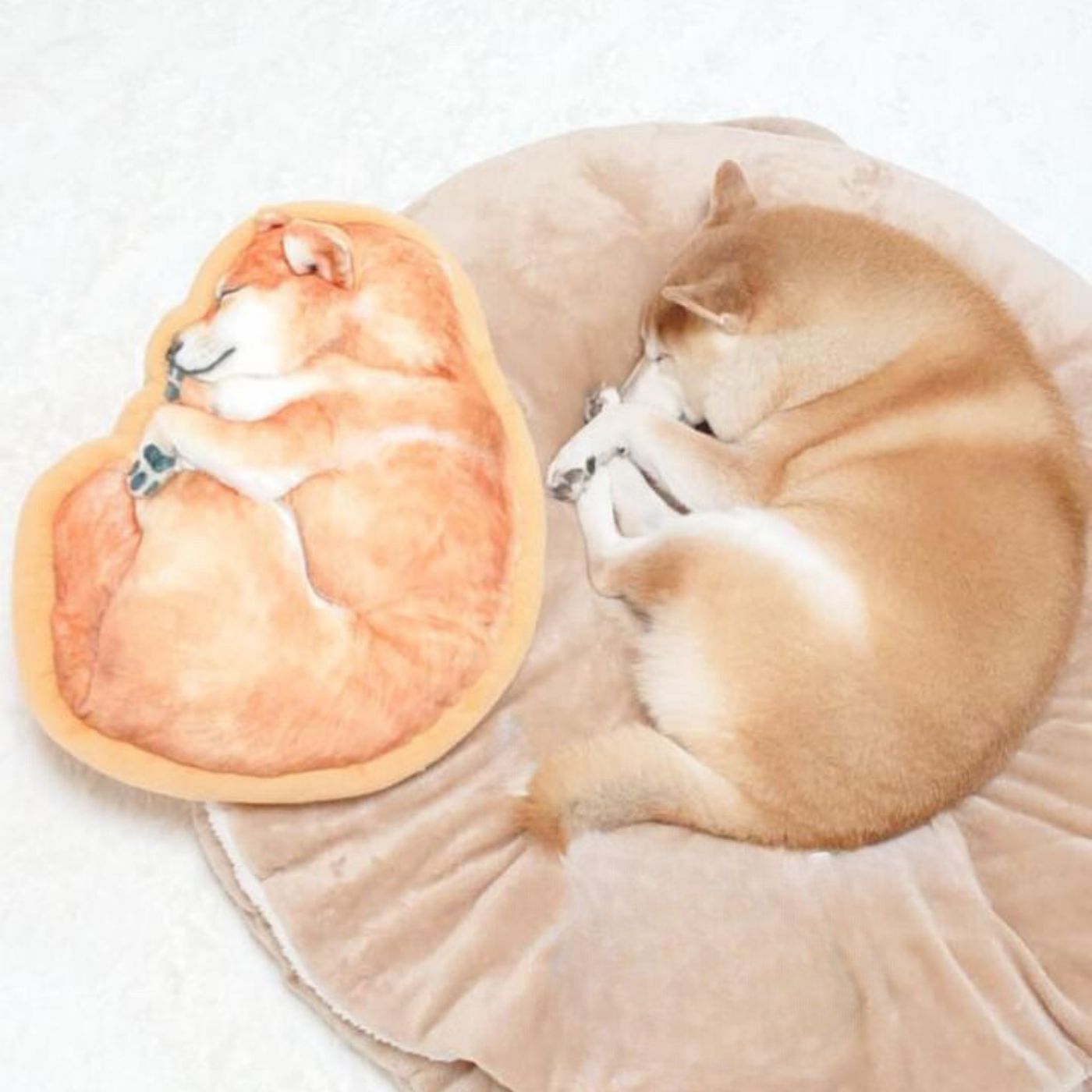 フェリシモギフトショップ|YOU＋MORE!　あったかイーヌ　柴犬クッションケース|〈画像提供：Instagram @shiba-charmyさま〉