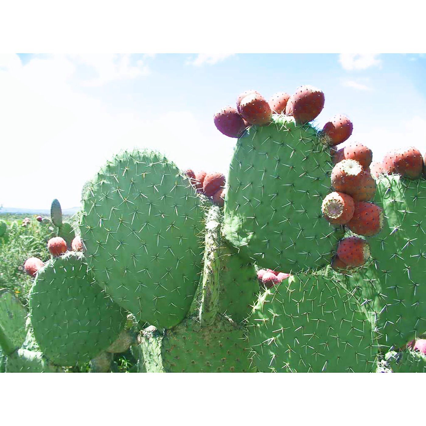 フェリシモの雑貨 Kraso|nopa マイベストカラーファンデーション|サボテンは、しゃく熱の砂漠の中でも、たっぷりのミネラルや水分を抱え込むことで強い生命力を維持しています。nopaはその保湿力に着目し、「メイクしながらスキンケア」を実現。肌にハリとうるおいを与えます。